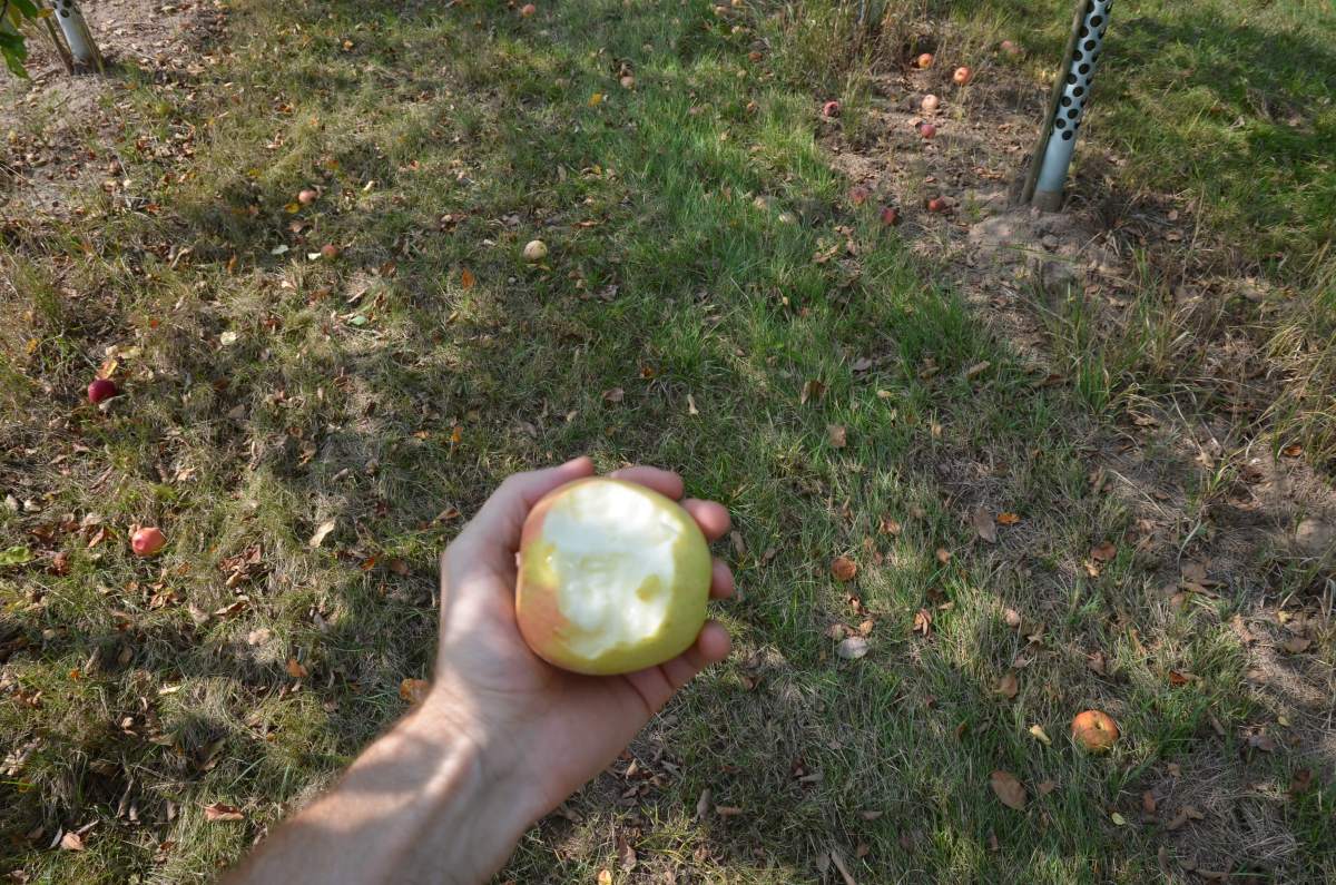 Apfel: Finkenwerder Herbstprinzenapfel