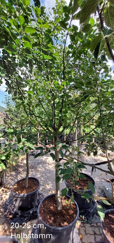 Apfel Florina