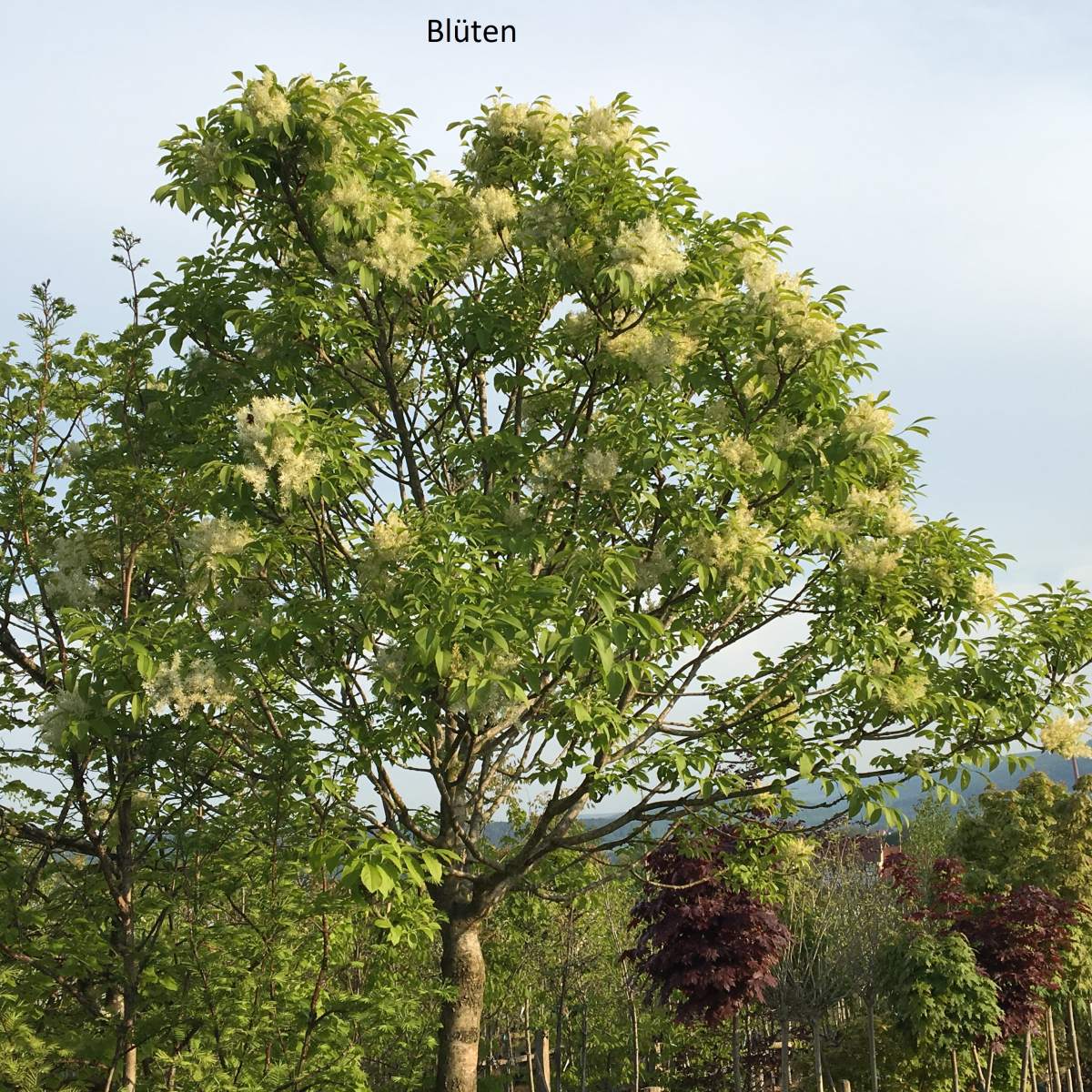 Esche: Kugel-Blumenesche Mecsek