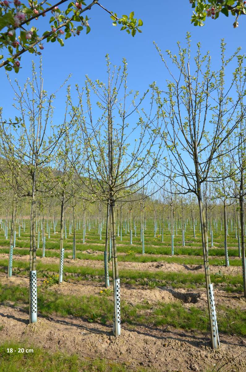 Apfel: Freiherr von Berlepsch