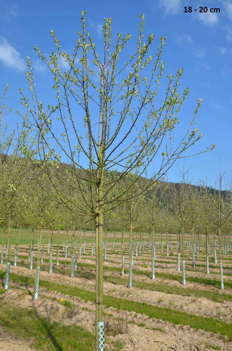 Apfel: Freiherr von Berlepsch