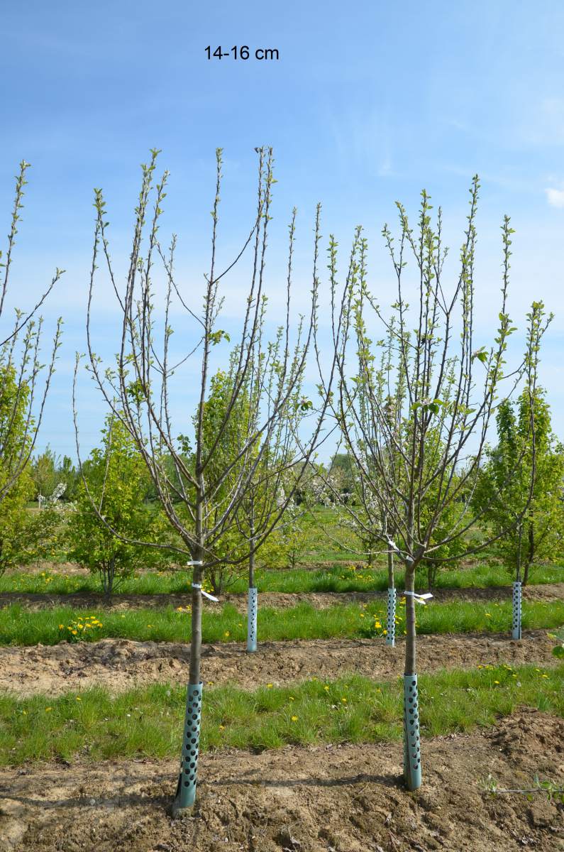 Apfel: Freiherr von Berlepsch