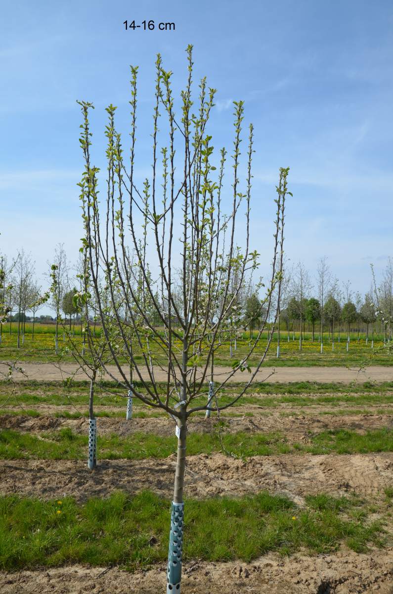 Apfel: Freiherr von Berlepsch