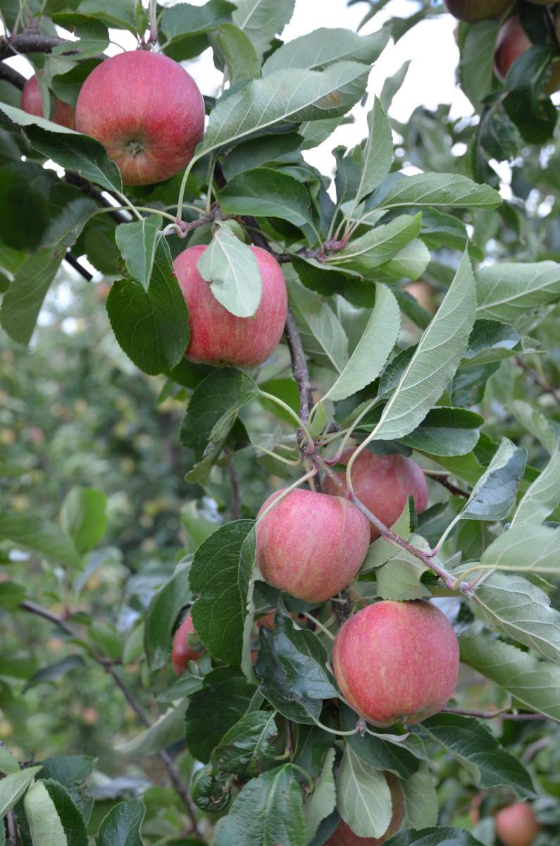 Apfel: Gala