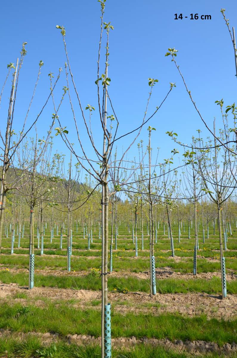 Apfel: Geflammter Kardinal