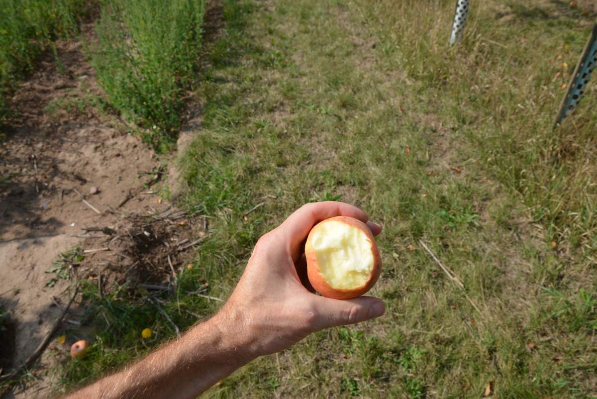 Apfel: Geflammter Kardinal