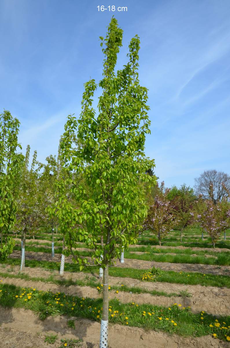 Birne: Gellerts Butterbirne