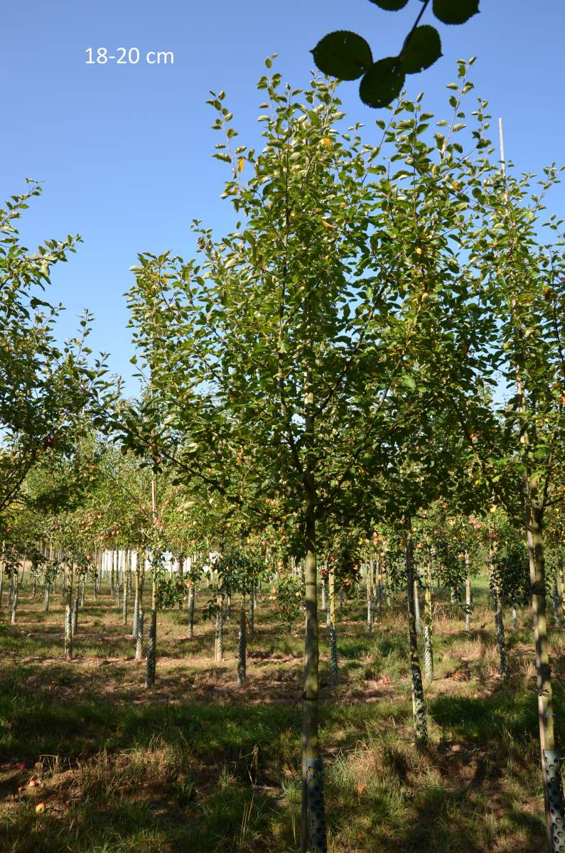 Apfel: Gewürzluiken