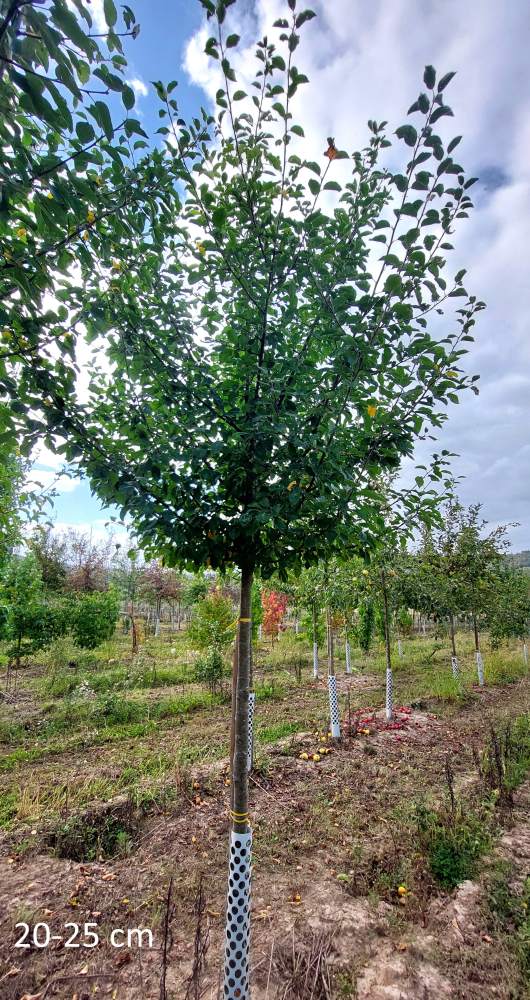 Apfelbaum Gewürzluiken