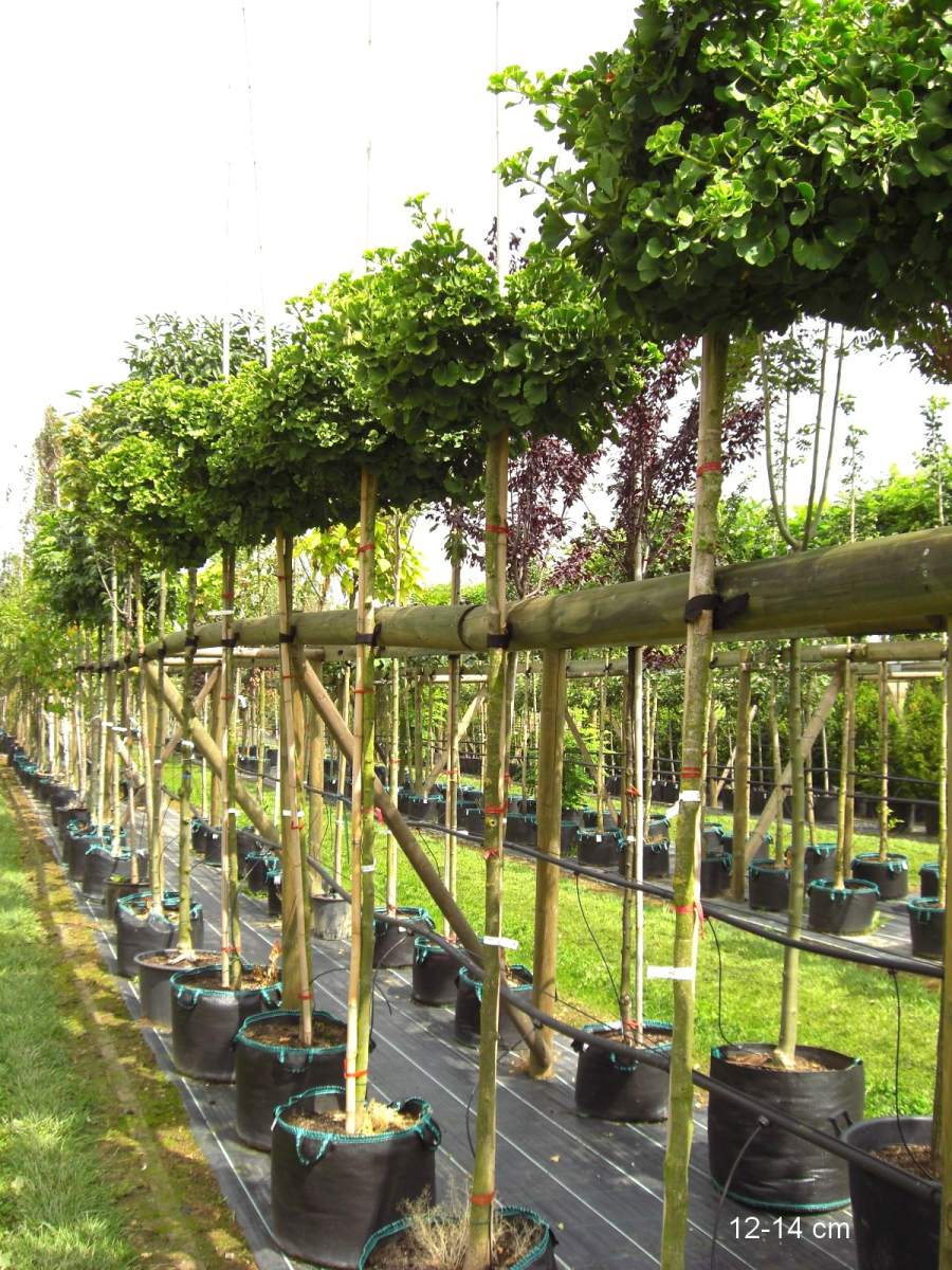 Ginkgo: Kugel-Ginkgo Mariken