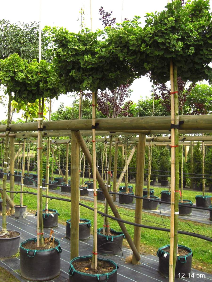 Ginkgo: Kugel-Ginkgo Mariken