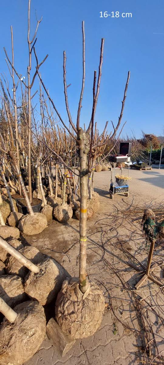 Apfel: Golden Delicious