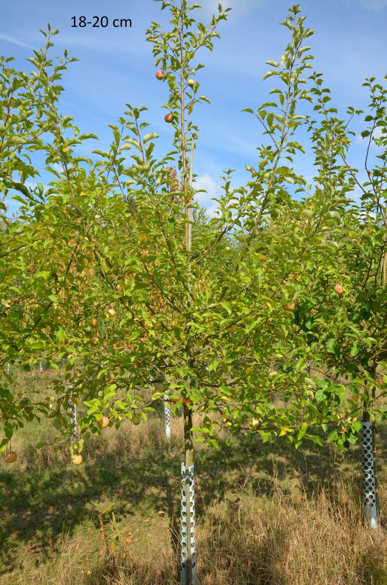 Apfel: Golden Delicious