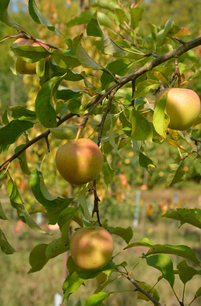 Apfel: Golden Delicious