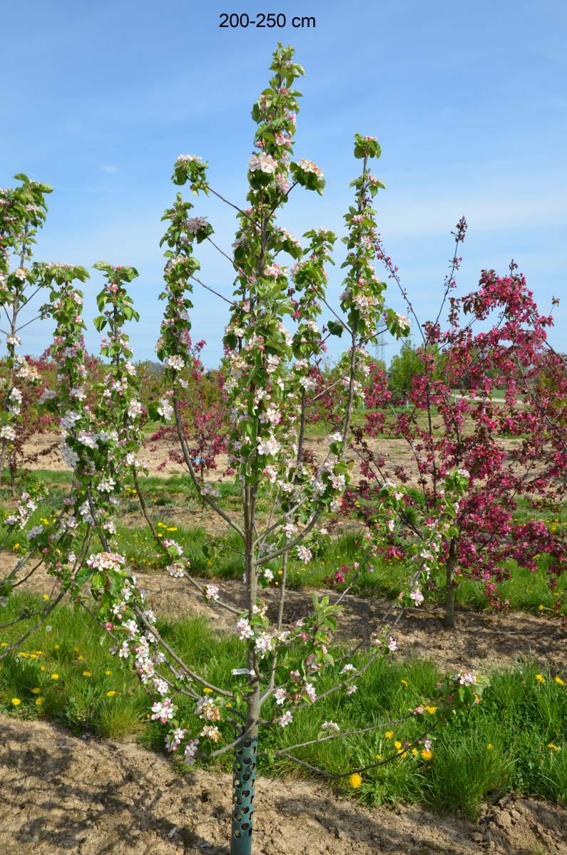 Apfel: Goldparmäne