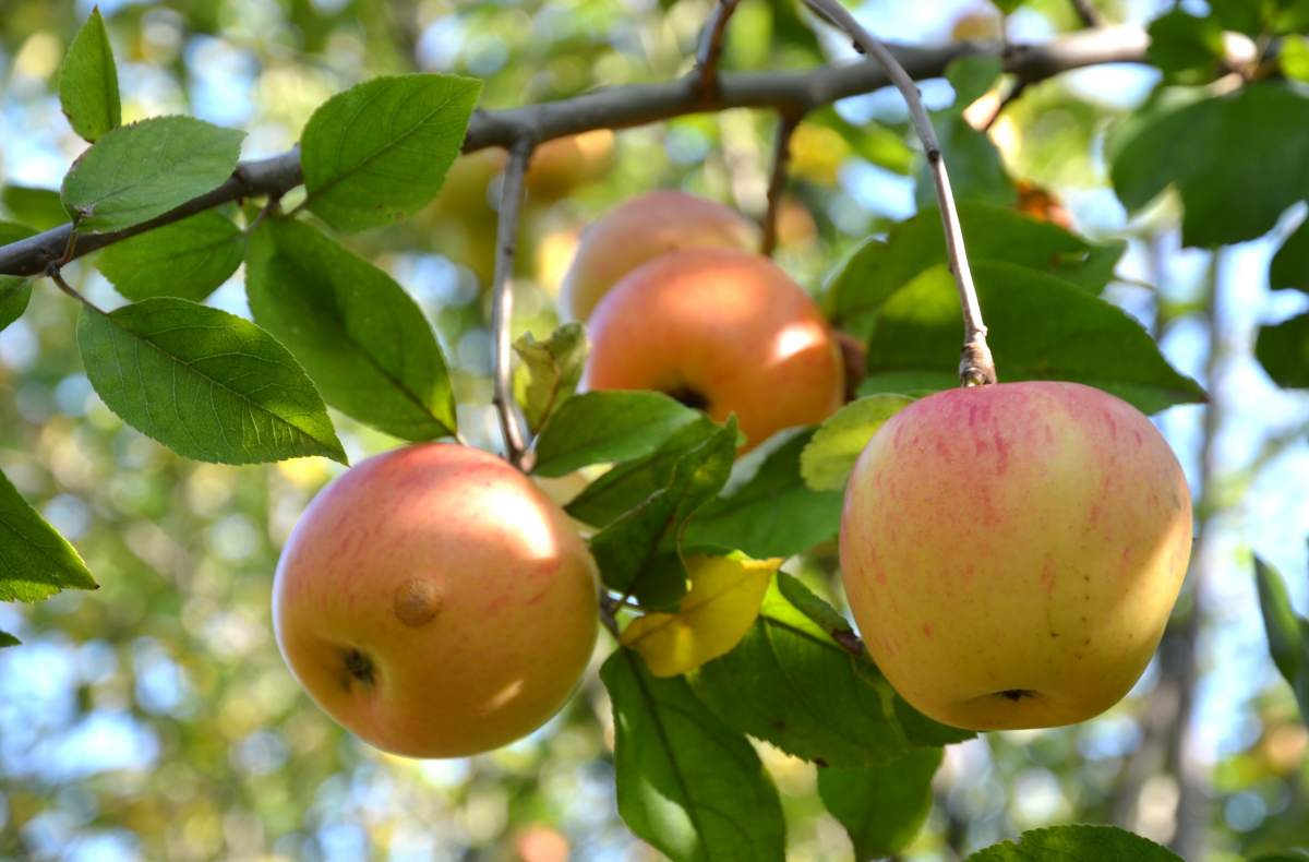 Apfel: Goldparmäne