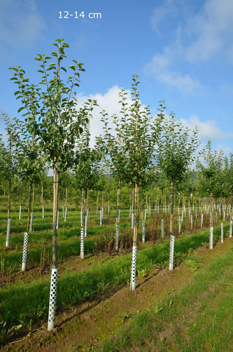 Apfel: Holzapfel/Wildapfel