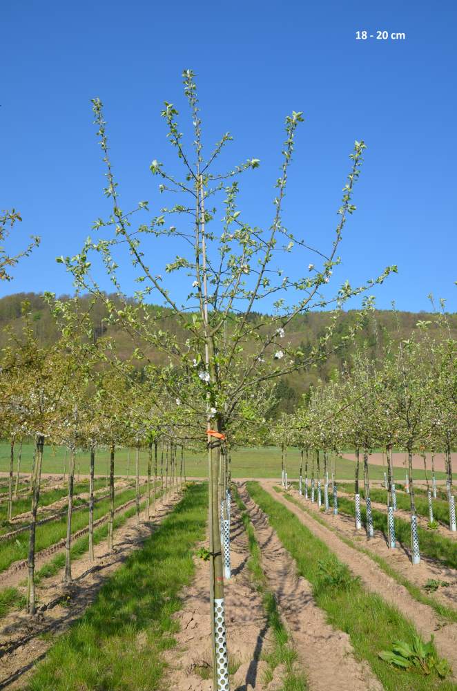 Apfel Roter Gravensteiner
