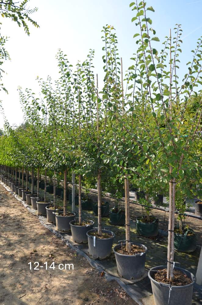 Zwetschge: Hauszwetschge