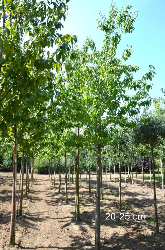 Süßkirsche: Hedelfinger Riesenkirsche