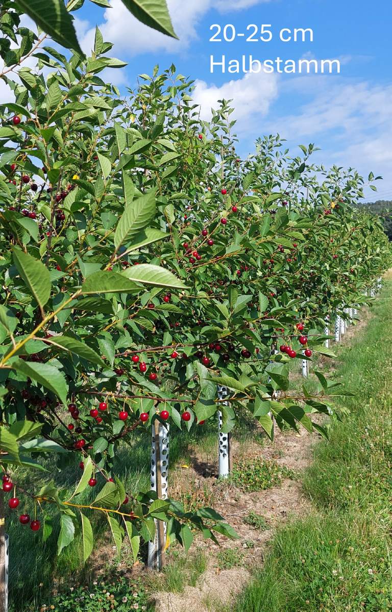 Sauerkirsche: Heimanns Rubinweichsel