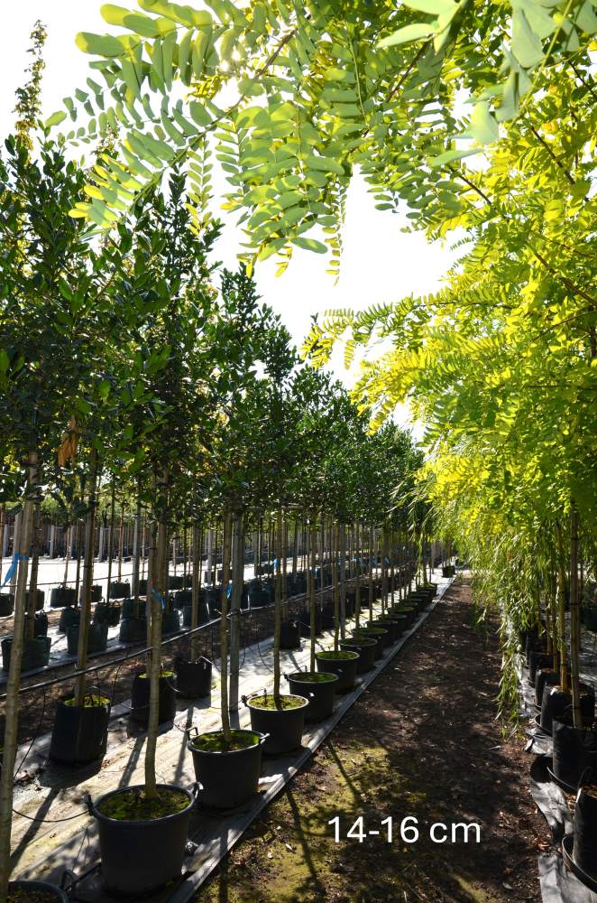 Stechpalme: Nellie R. Stevens