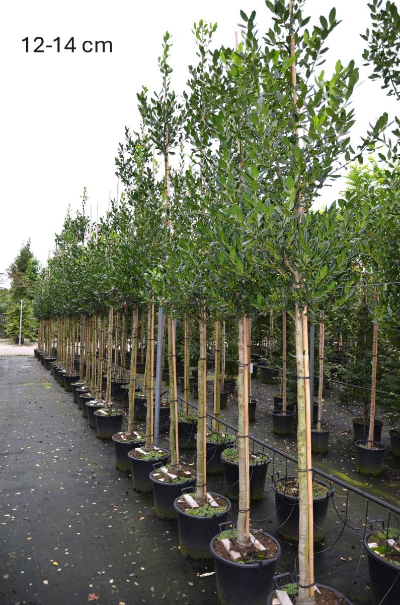 Stechpalme: Nellie R. Stevens