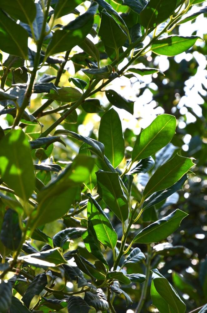 Stechpalme: Nellie R. Stevens