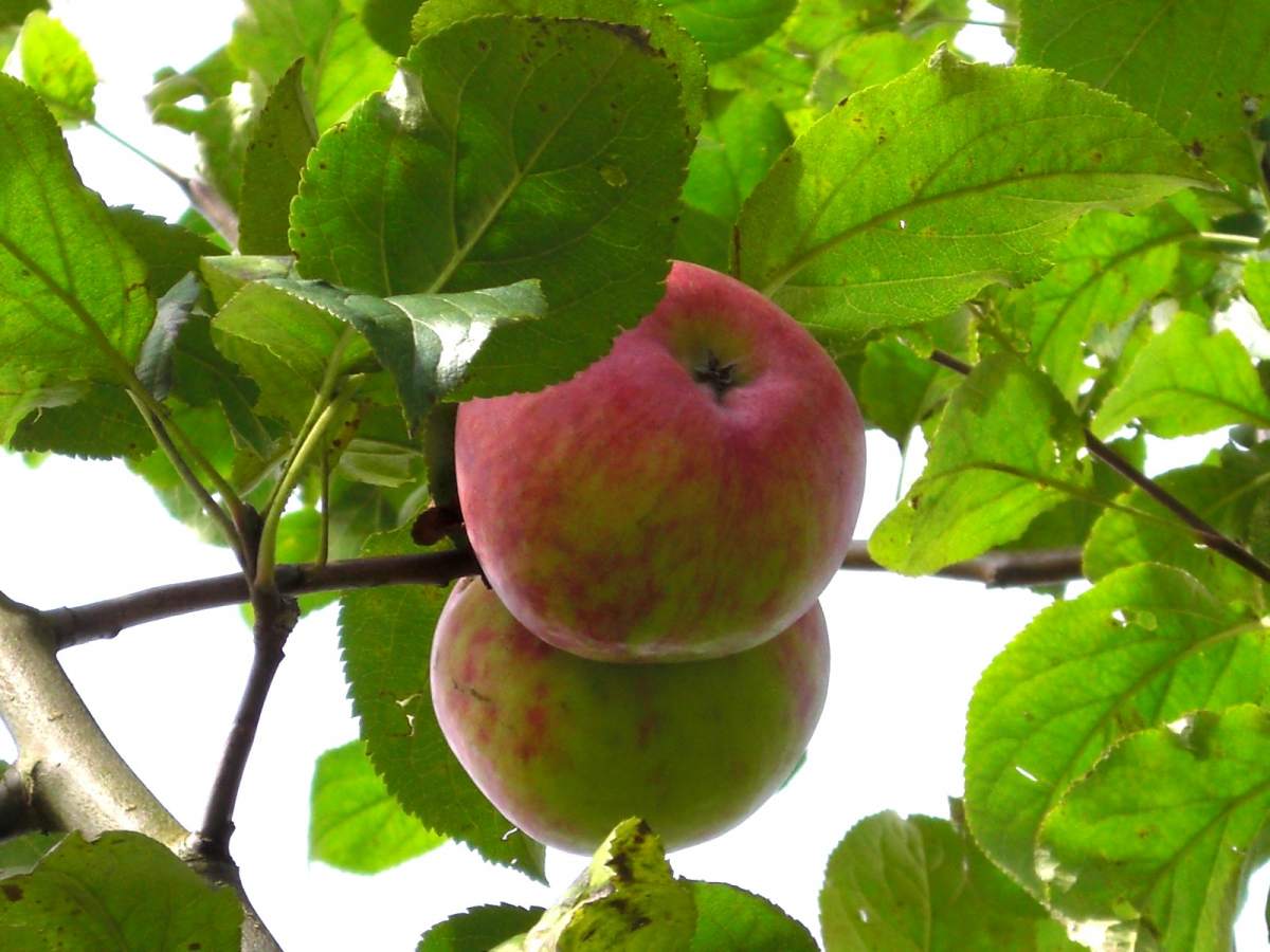 Apfel: Jakob Fischer