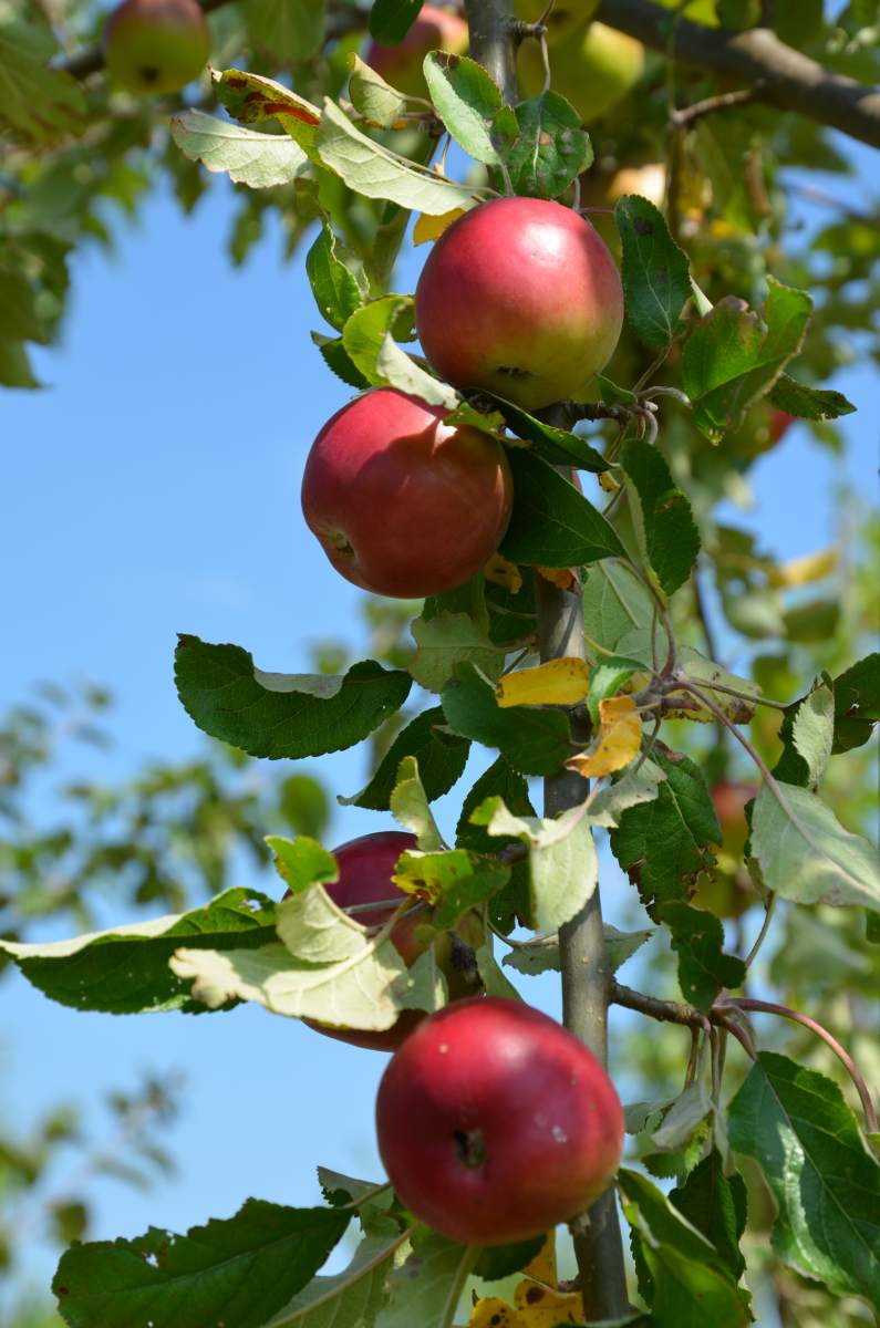 Apfel: Jonathan