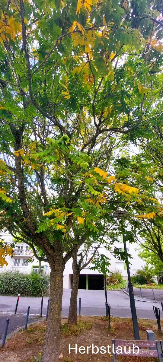 Gold-Blasenbaum