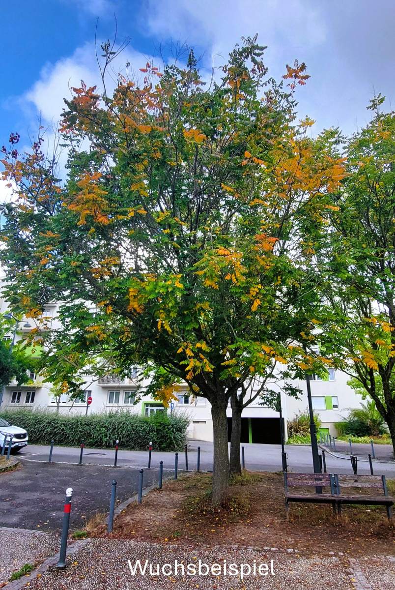Gold-Blasenbaum