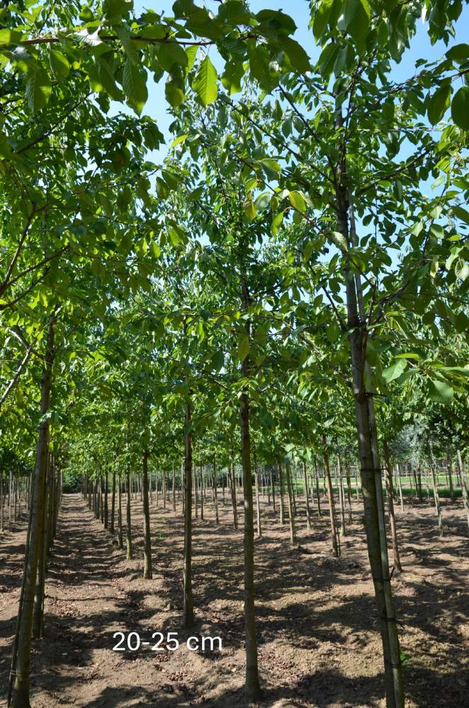 Süßkirsche: Kordia