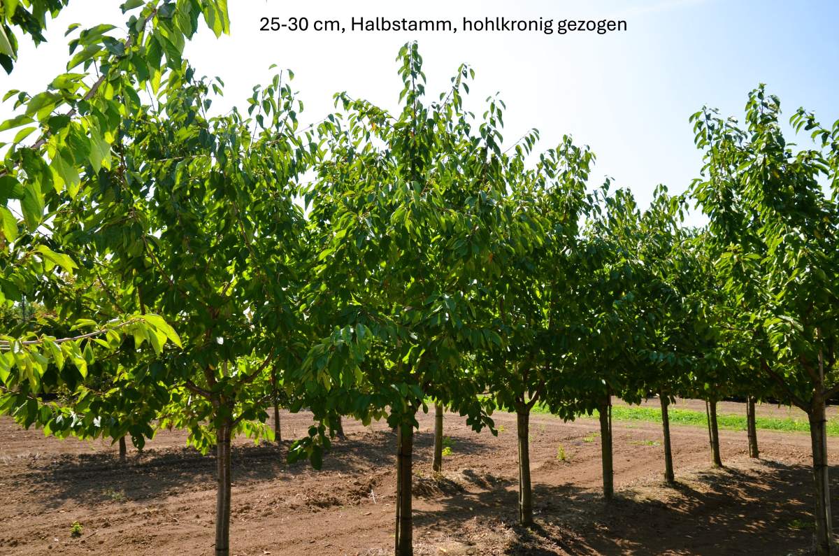 Süßkirsche: Kordia