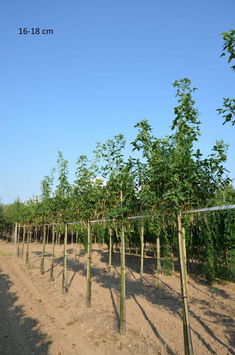 Goldregen: Veredelter Goldregen