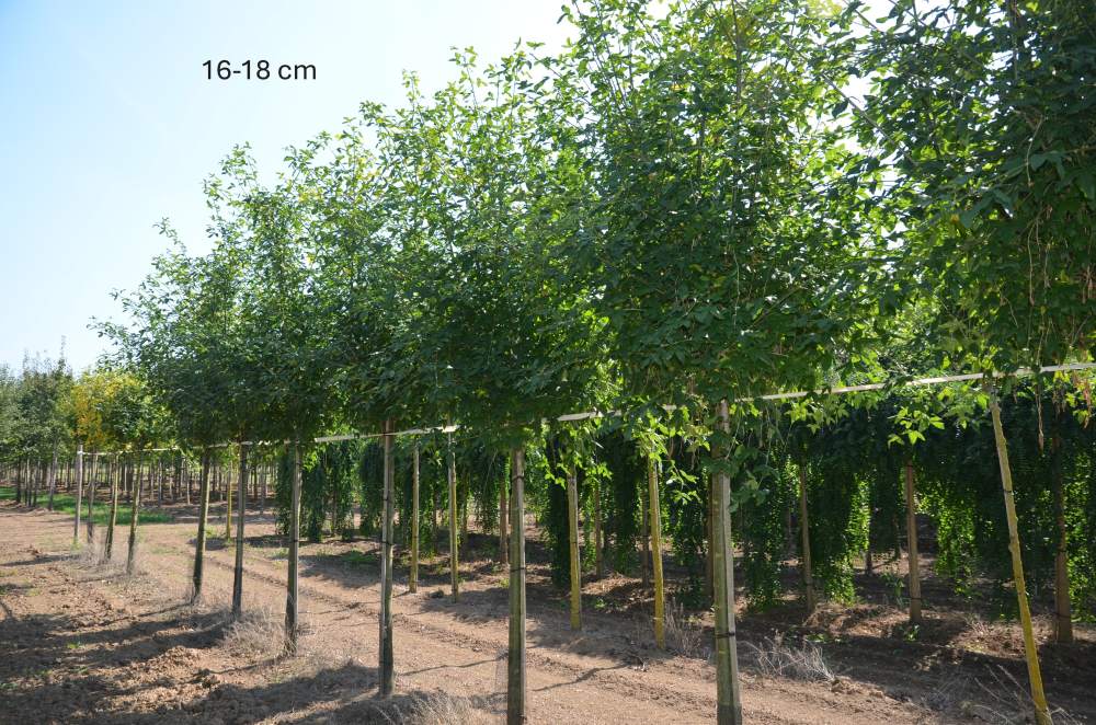 Goldregen: Veredelter Goldregen