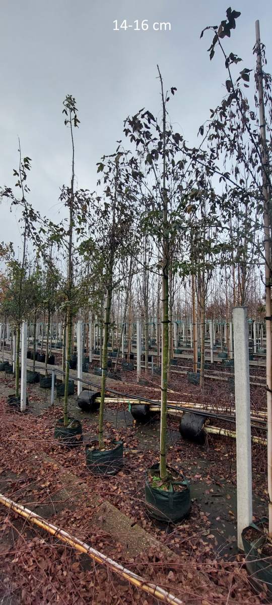 Goldregen: Veredelter Goldregen