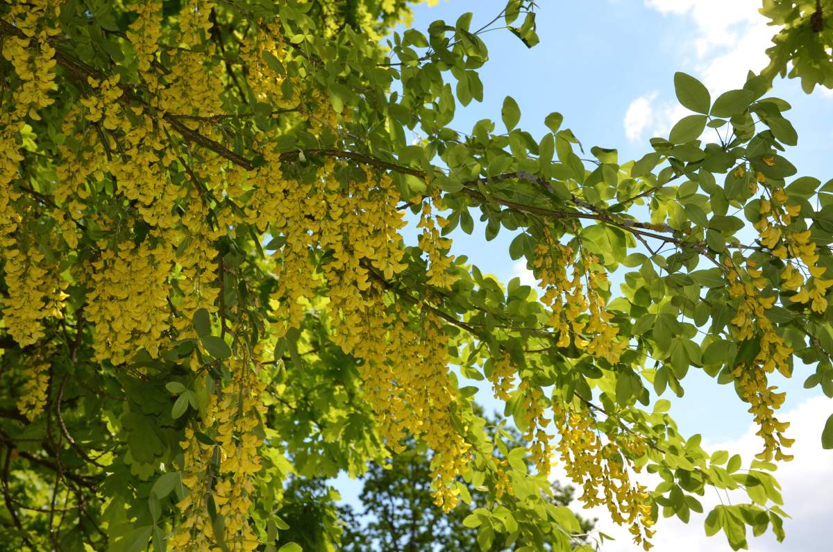 Goldregen: Veredelter Goldregen