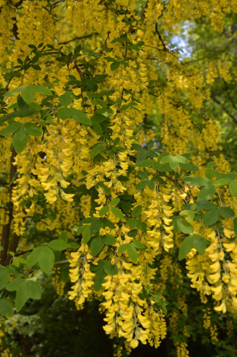 Goldregen: Veredelter Goldregen