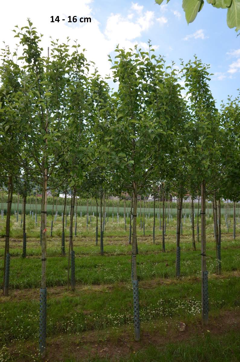 Apfel: Landsberger Renette