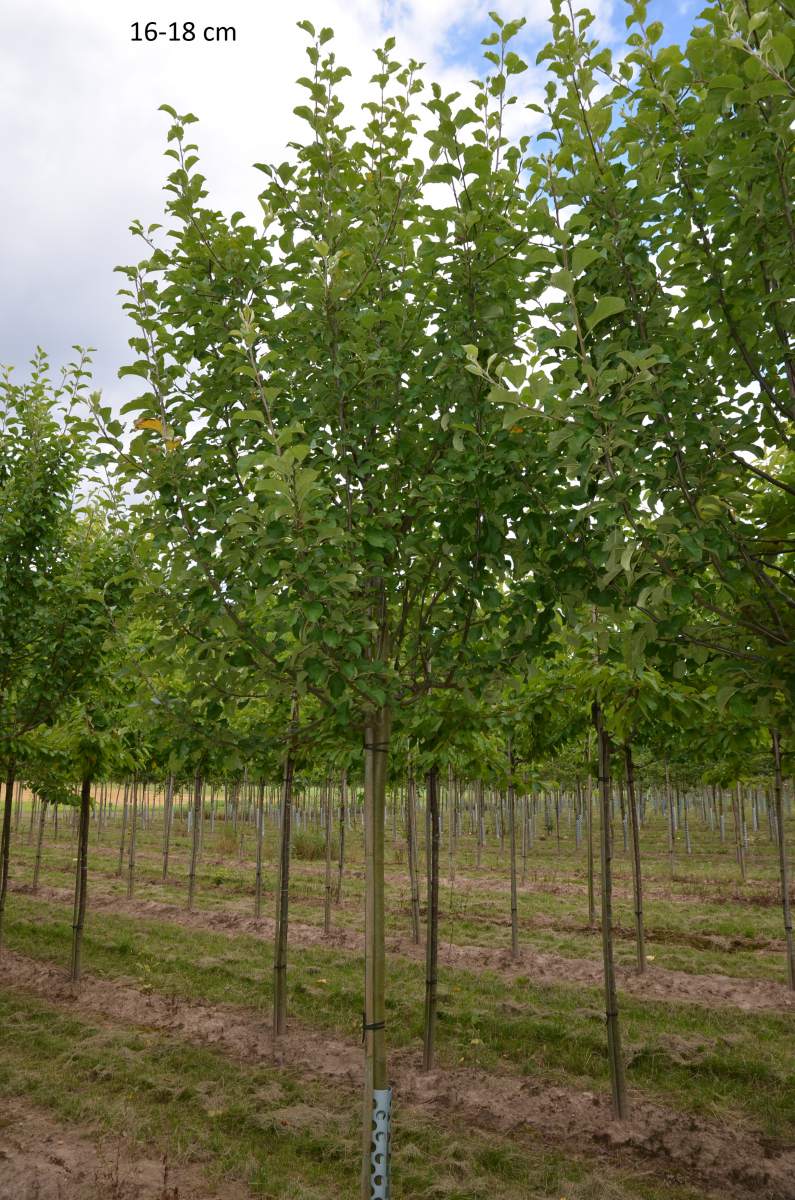 Apfel: Landsberger Renette