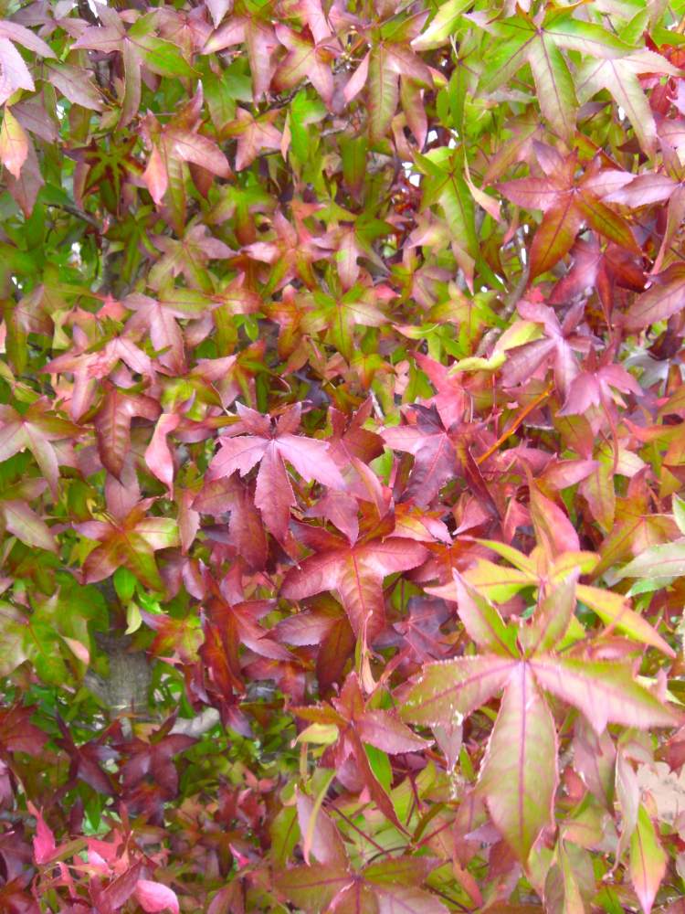 Amberbaum Palo Alto