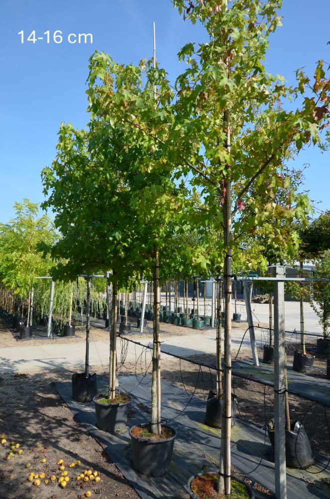 Amberbaum Lane Roberts