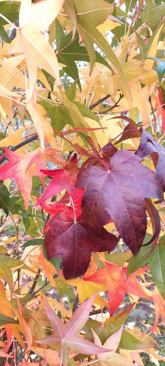 Amberbaum: Säulen-Amberbaum Slender Silhouette