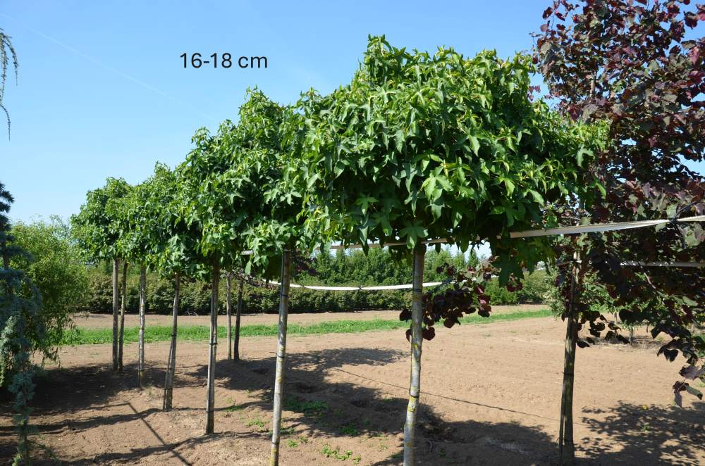 Amberbaum: Kugel-Amberbaum