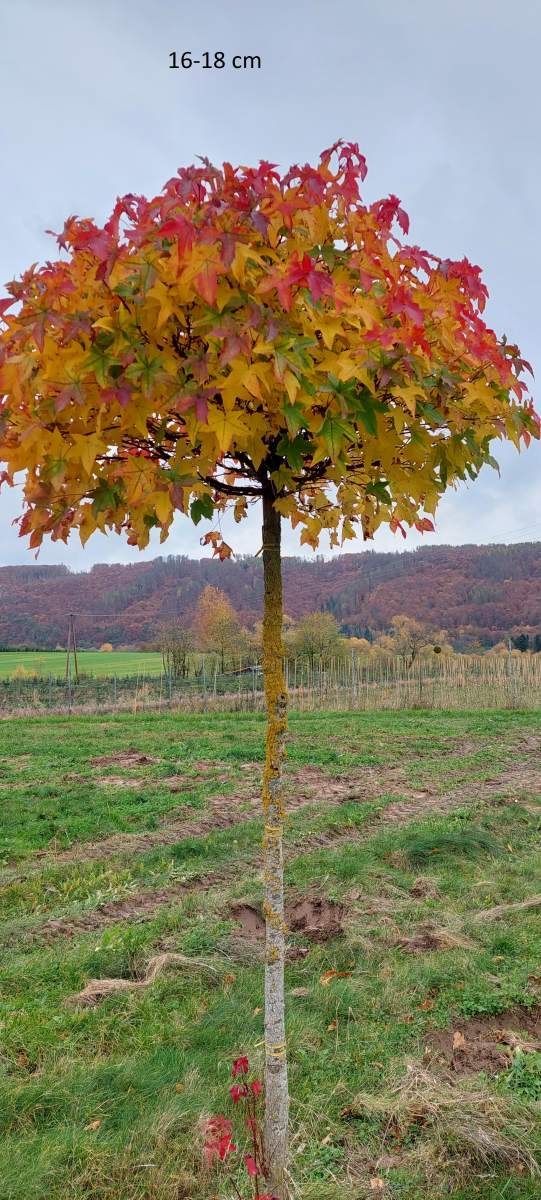 Amberbaum: Kugel-Amberbaum