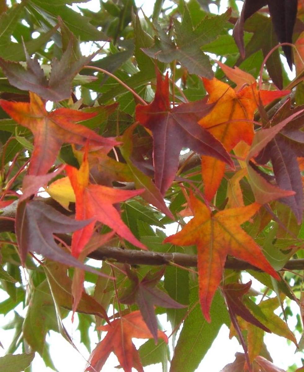 Amberbaum: Kugel-Amberbaum