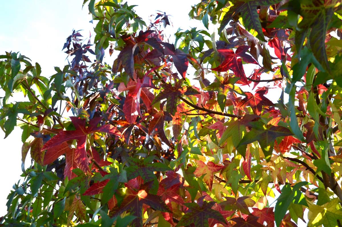 Amberbaum