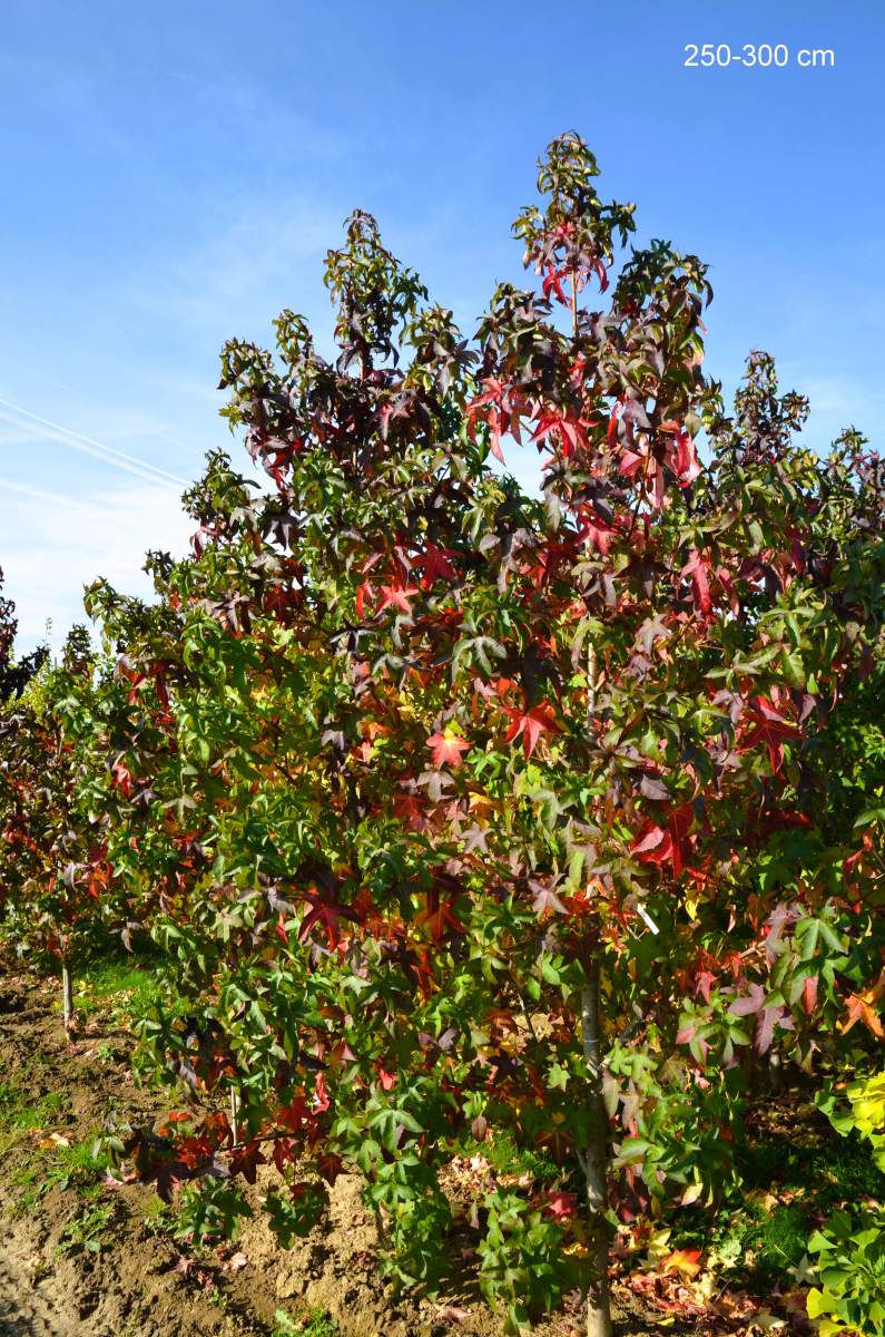 Amberbaum Lane Roberts