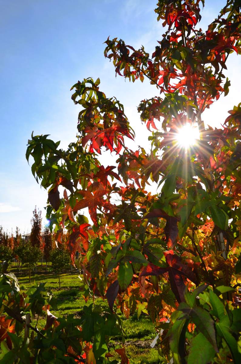 Amberbaum Lane Roberts